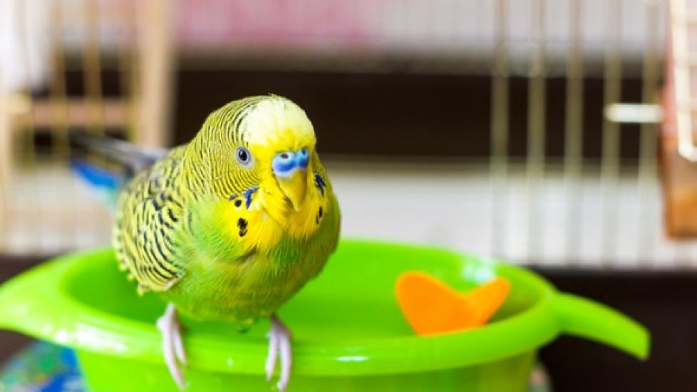 Are You Ready to Adopt a Bird?