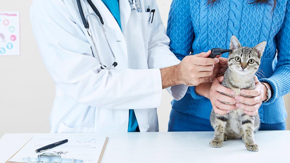 How Can Prescription Pet Medications Help Your Pet?