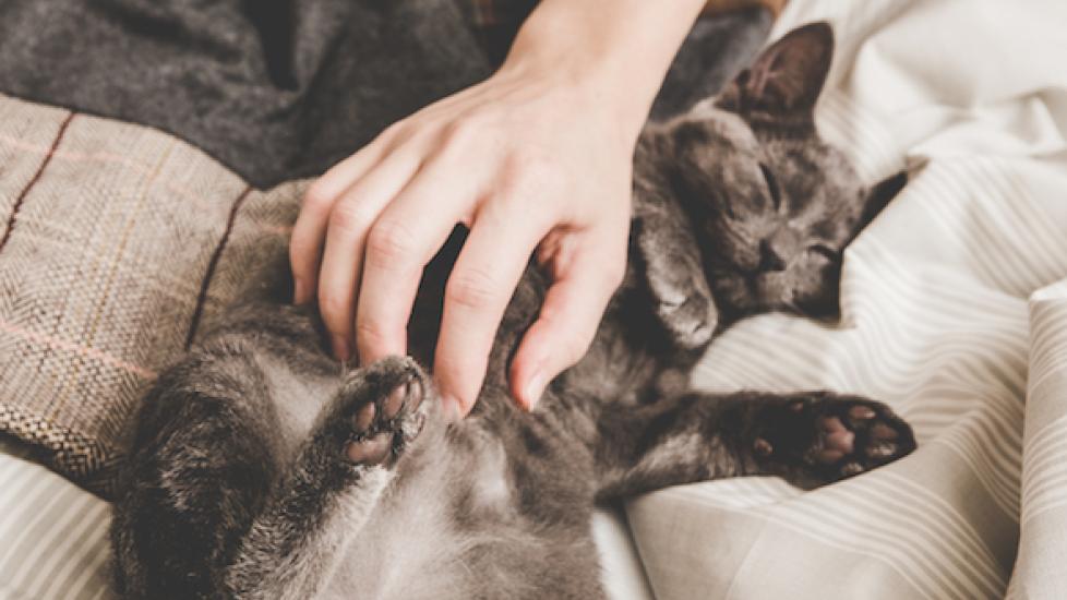 What Causes a Pet to Become Overly Affectionate?