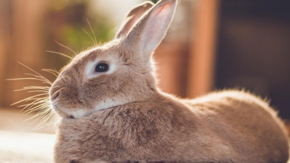 How to Get Rid of Fleas on Rabbits PetMD