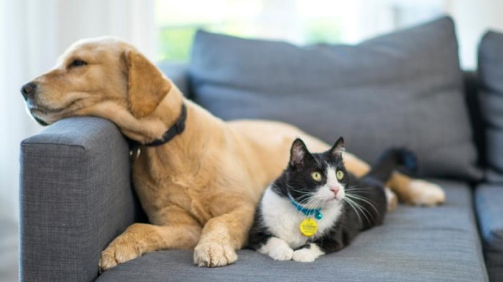 Must-Haves for Hiring a Pet Sitter | PetMD