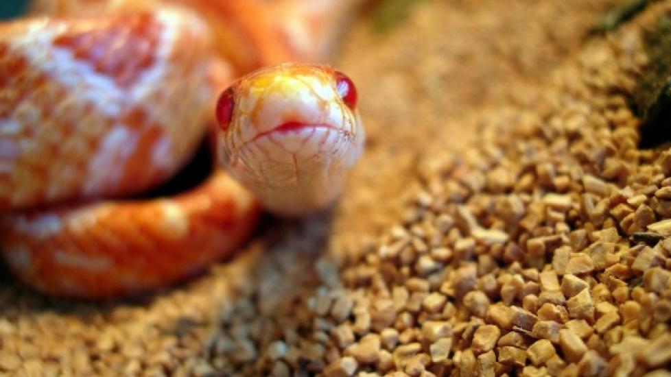 Top 5 SMALLEST Pet Snakes You Can Own 