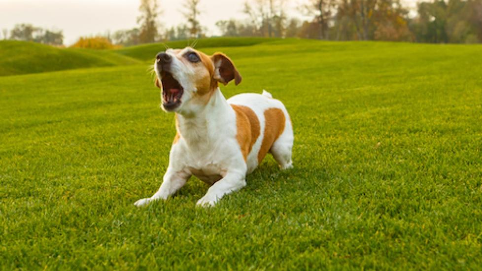 Why Are Some Dogs More Aggressive? PetMD