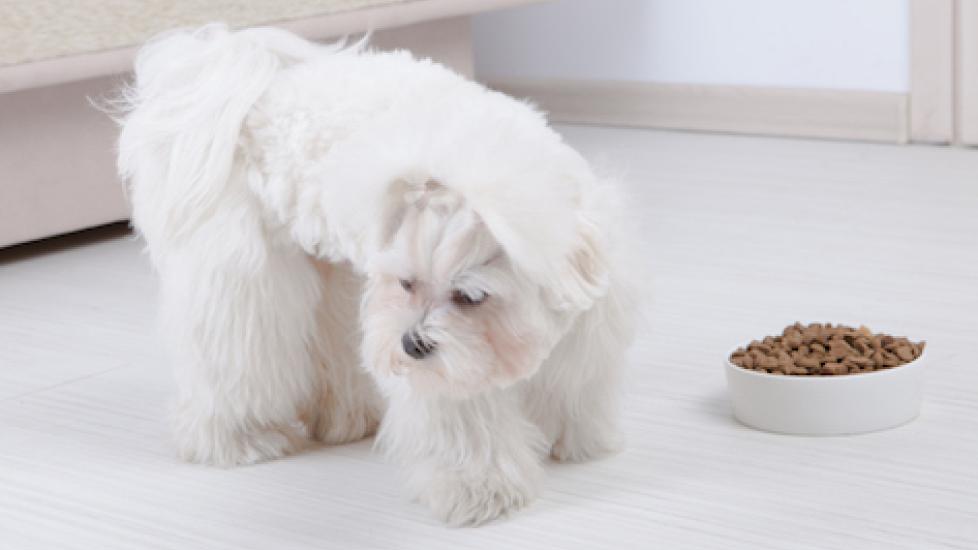 6 Appetite Stimulants for Dogs