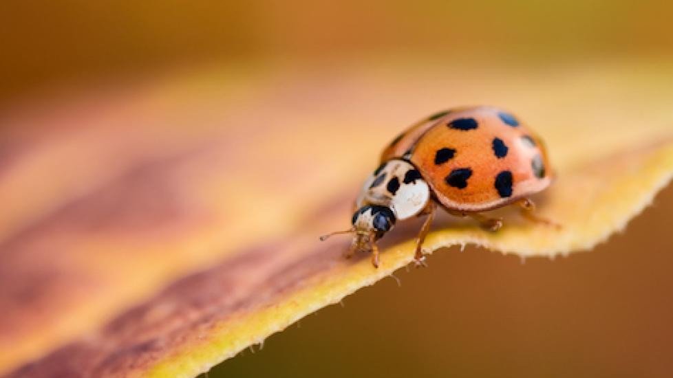 Asian Lady Beetles: Could They Harm Your Dog?
