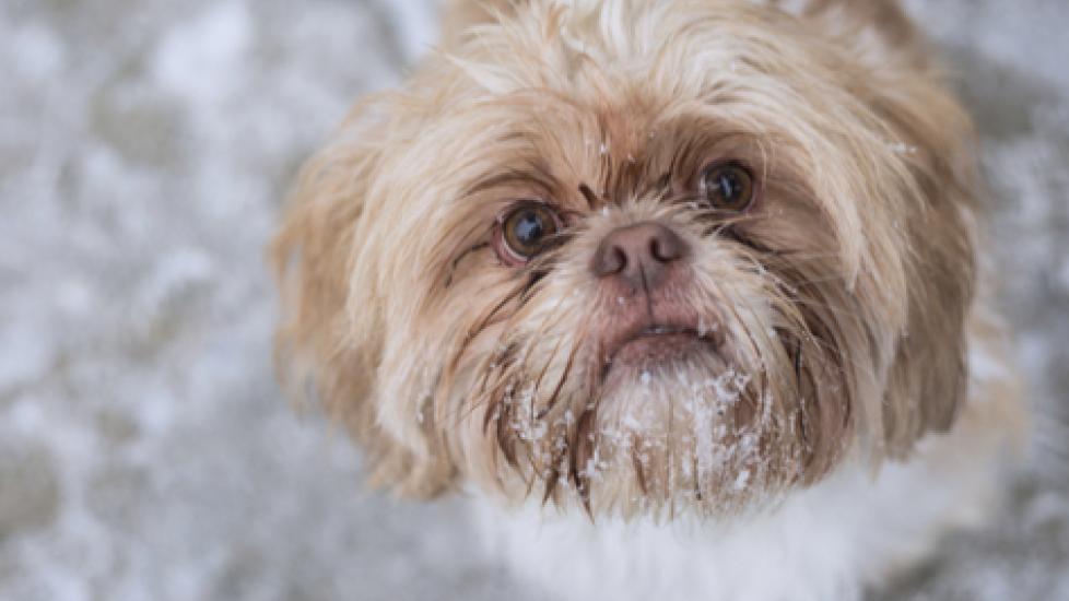 How to Teach Your Dog to Go to the Bathroom in the Snow or Rain