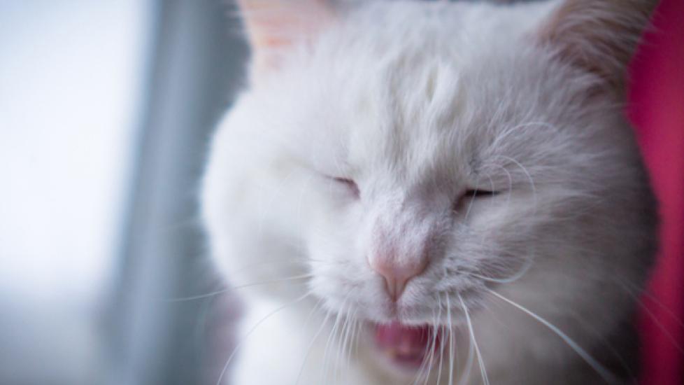 close-up of a white cat