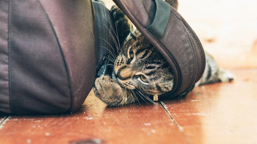 Why Do Cats Chew on Things? PetMD