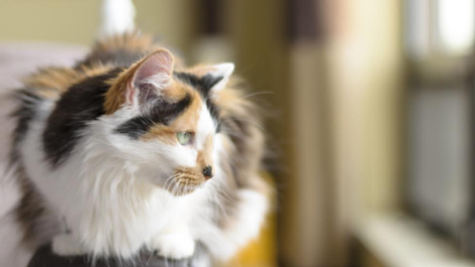 Declawing Can Result in Long-Term Problems for Cats
