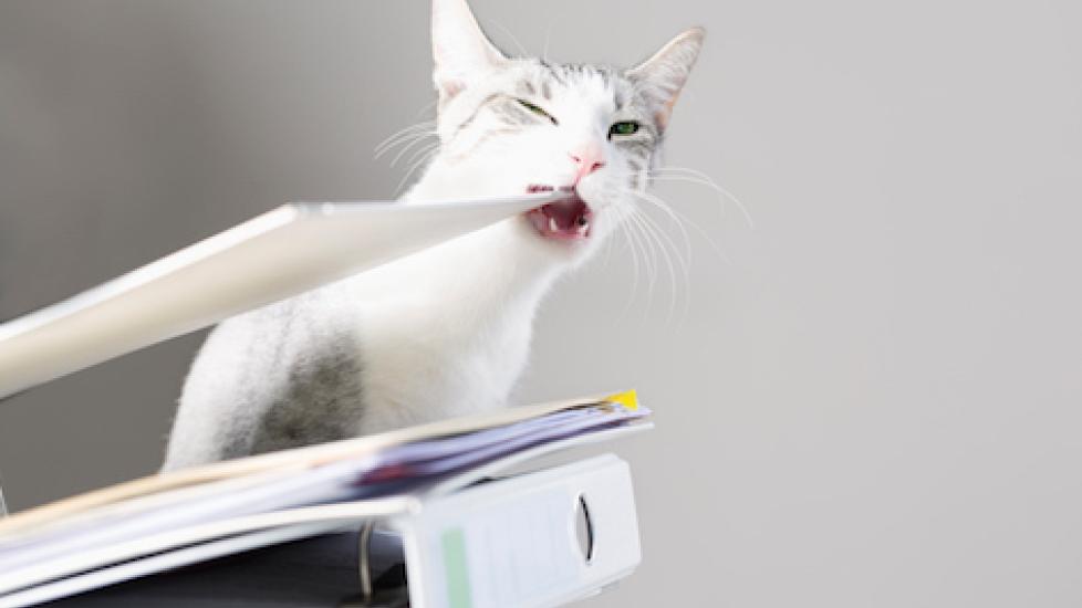 Destructive Chewing in Cats How to Stop It PetMD