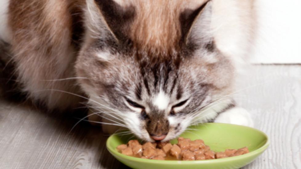 Best Food for Cats with Diabetes