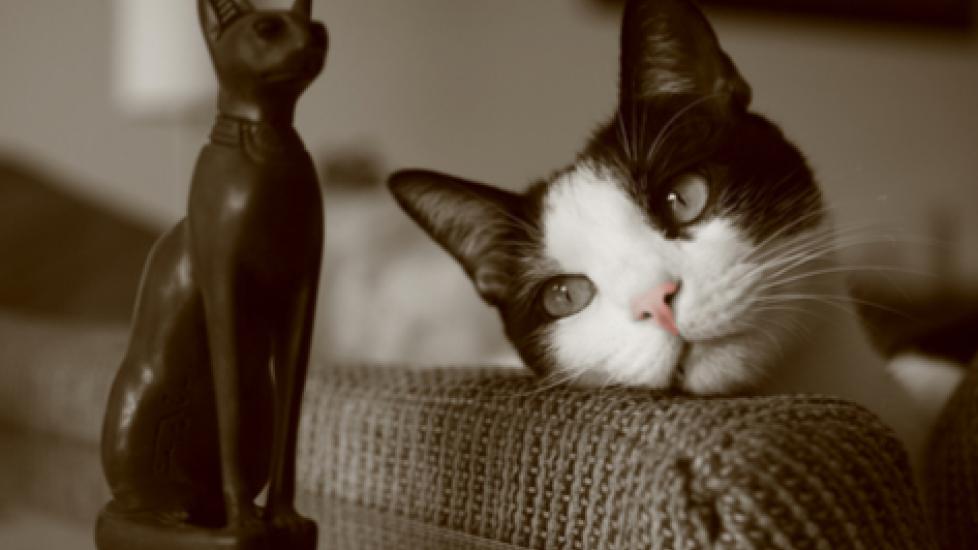 The History of Cats: a Look at Feline Domestication