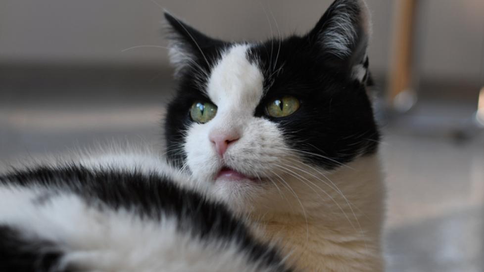 Cat Panting: Why It Happens and What to Do About It | PetMD
