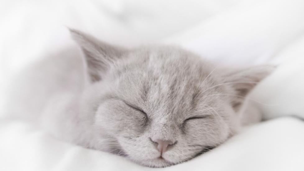 gray-white cat snoozing in a white comforter