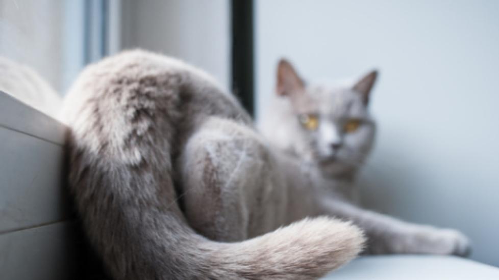 7 Common Cat Tail Injuries