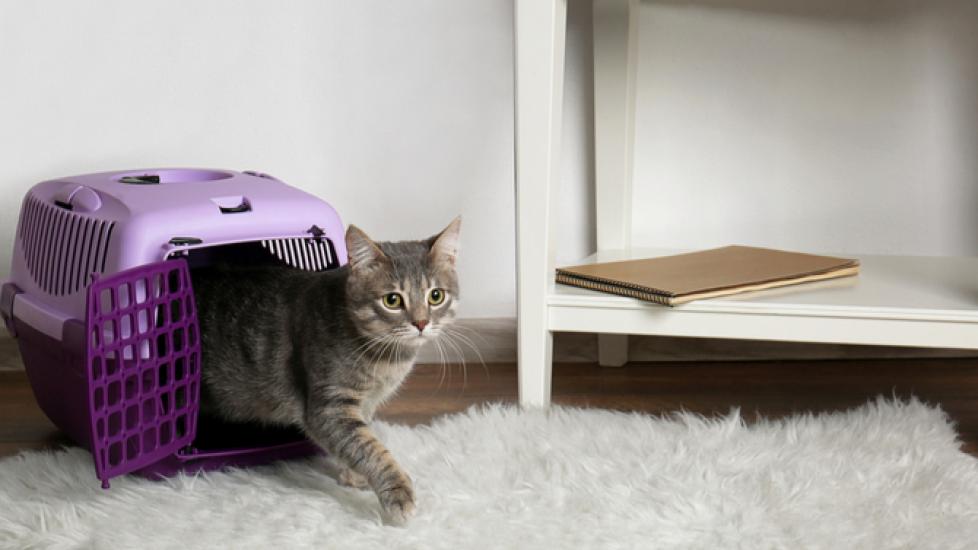 Cats in Carriers: What's Going Through Your Cat's Head?