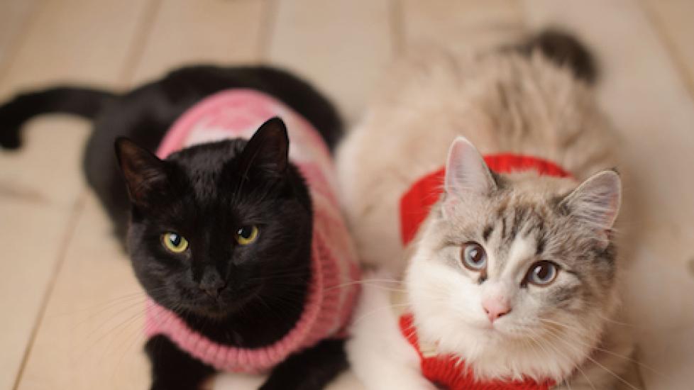 Sweaters for Cats: Do They Need Them? | PetMD