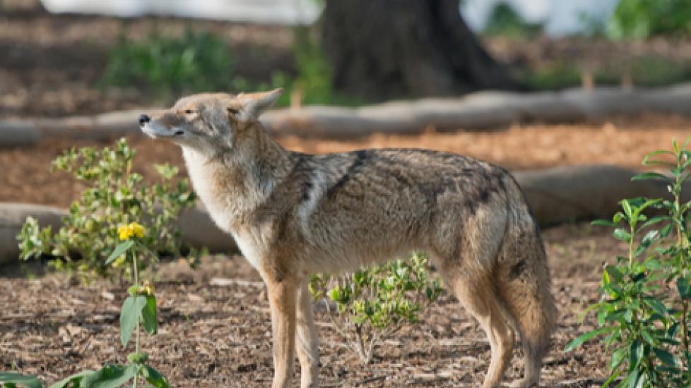 How to Protect Your Pet from Coyotes PetMD