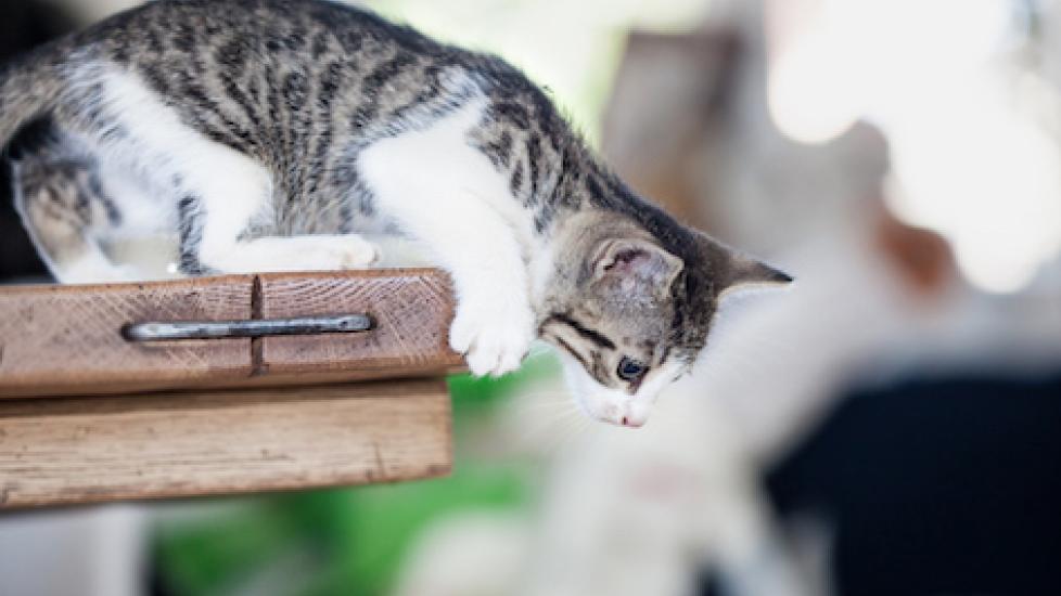 Calm down for store cats