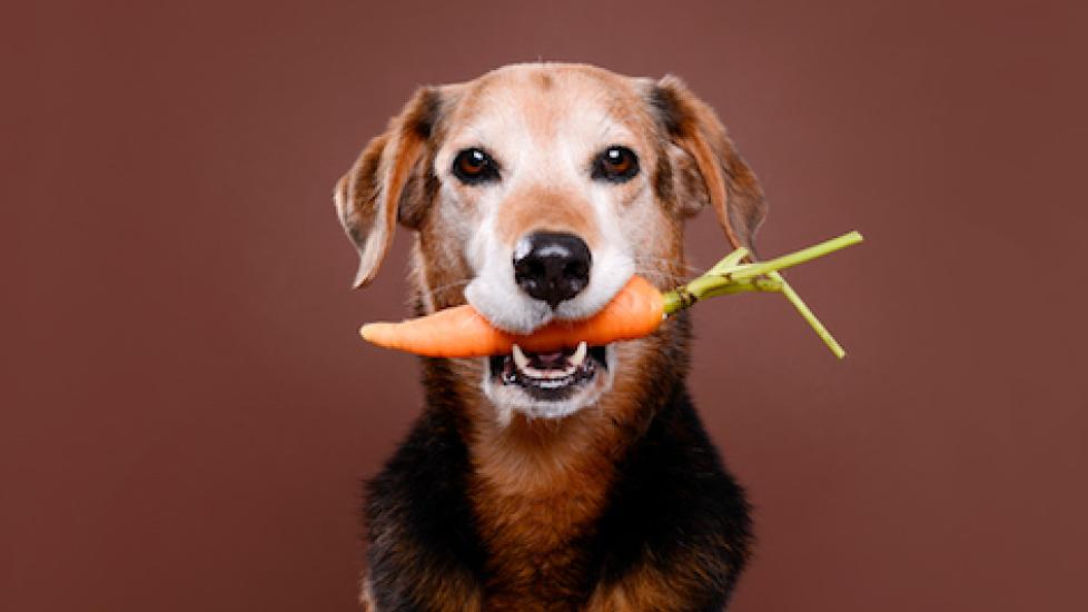 Worthy Dog Carrot S
