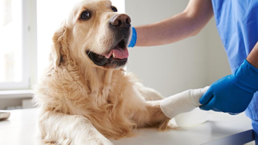 Bone Problems That Can Affect Your Pet