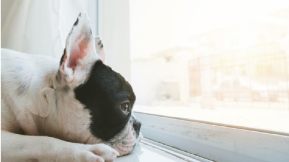 5 Ways to Relieve Your Dog’s Boredom