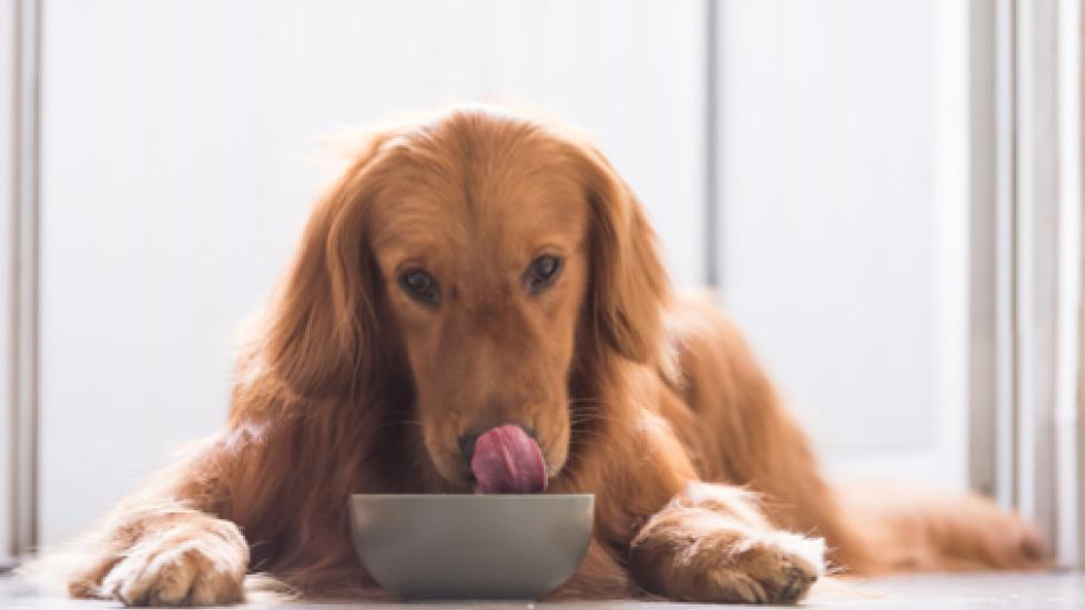 7 Interesting Facts About Your Dog’s Digestive System