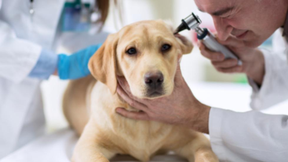 Dog Breeds Prone to Ear Infections | PetMD