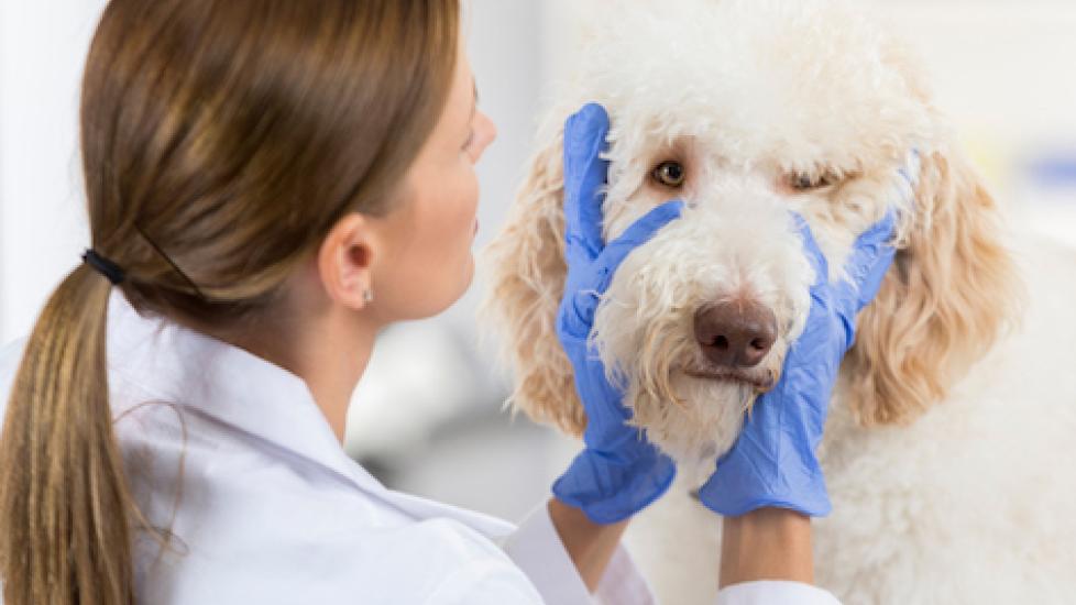Eyeworm Infection in Dogs