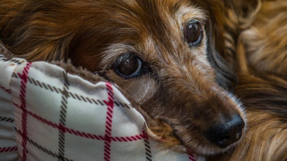 Excessive Barking My Old Dog Is Deaf And Barks All The Time How To