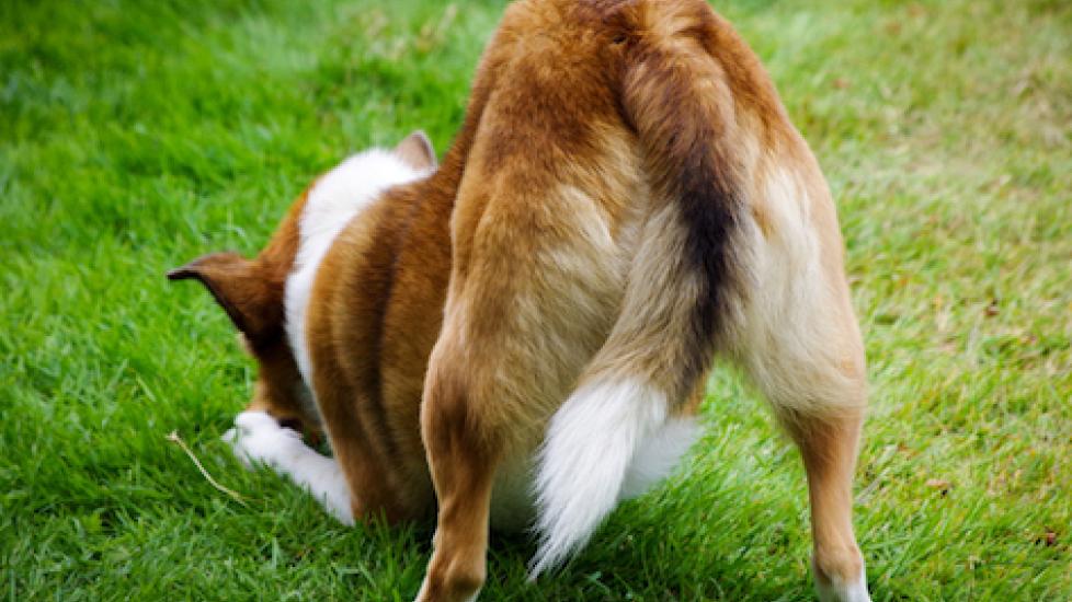 Can Dogs Get Hemorrhoids?