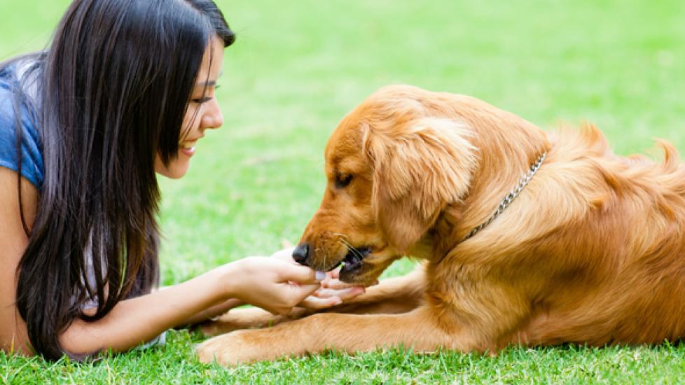 Natural Ways to Improve Your Dog’s Immune System