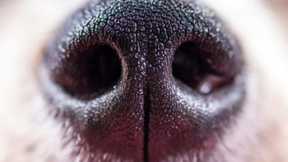 Why Are Dog Noses Wet? PetMD