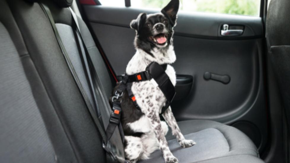 https://image.petmd.com/files/styles/978x550/public/petmd-dog-seatbelt.jpg