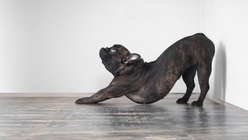 5 Stretches for Senior Dogs