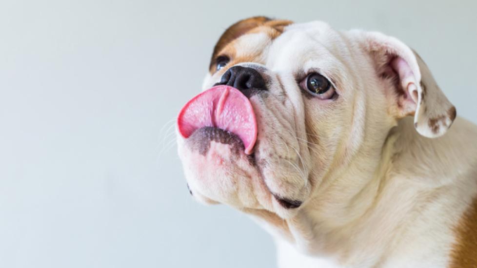 Dry Mouth in Pets: What to Do About It