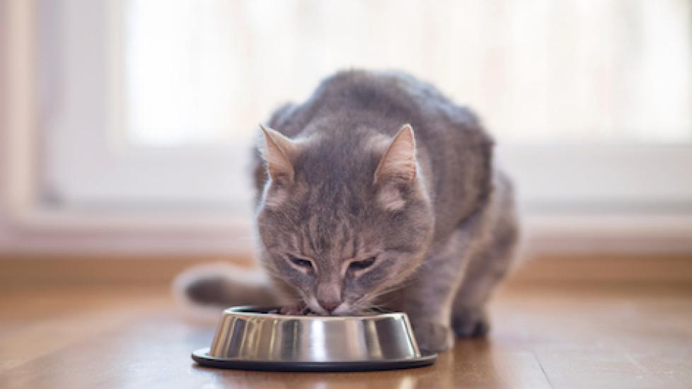 Cat pull food out of bowl to outlet eat