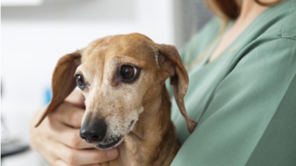 What Is a Fecal Transplant for Dogs and Cats?