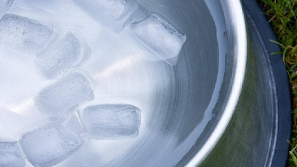 steel dog bowl with water and ice cubes floating