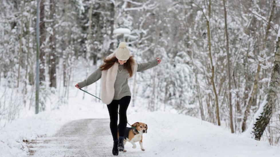 Pet-Safe Ice Melts: Are They Really Safe?