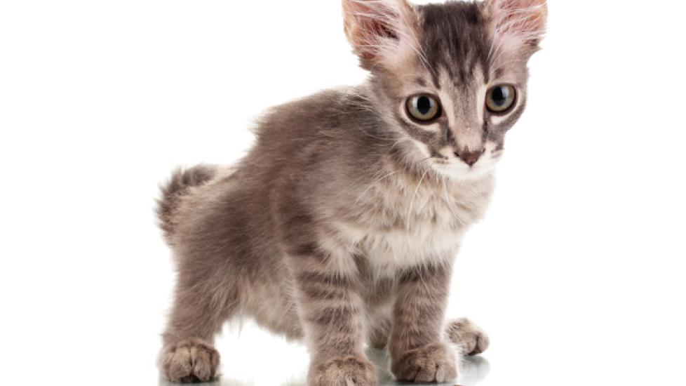 A Schedule for Feeding Your Kitten – A Healthy Diet for Growing