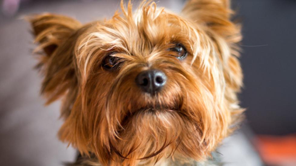 close-up of a yorkie