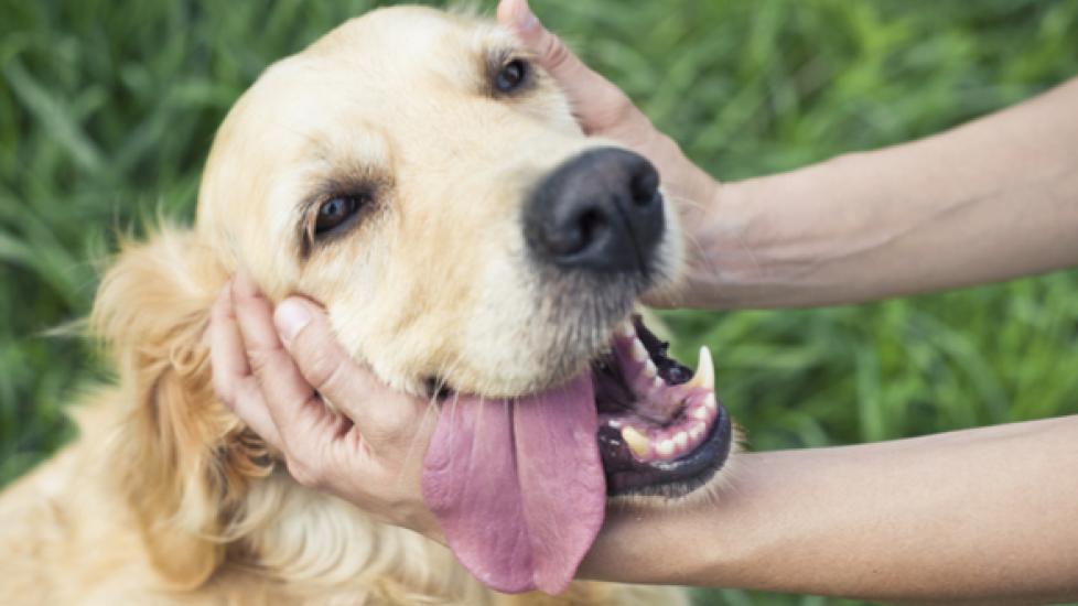 5 Tips for Treating and Beating Canine Lymphoma