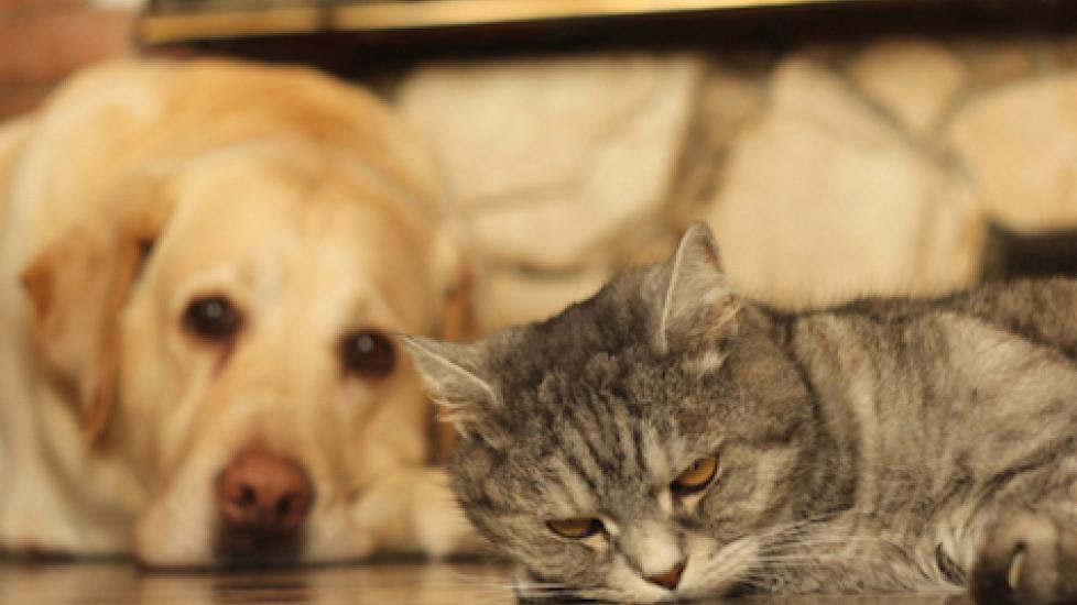Do Dogs and Cats Have Long-Term Memories?