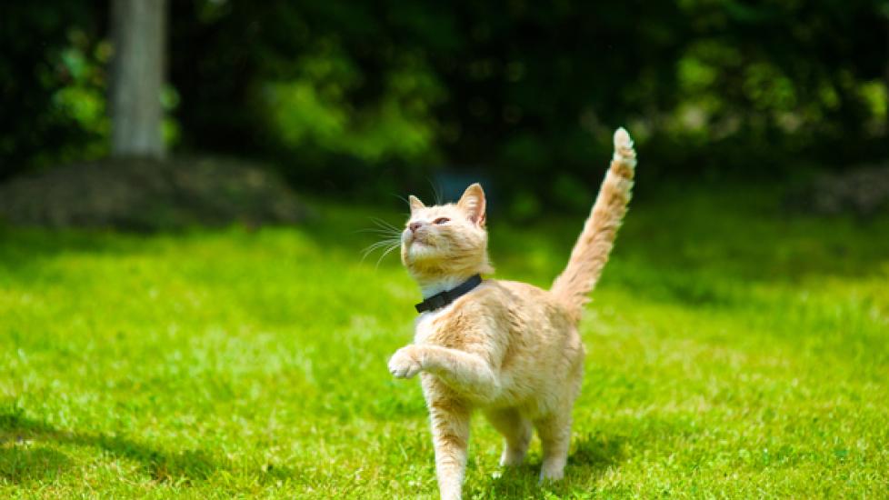 Outdoor Cat Controversy: Is It Ever OK to Let Them Roam?