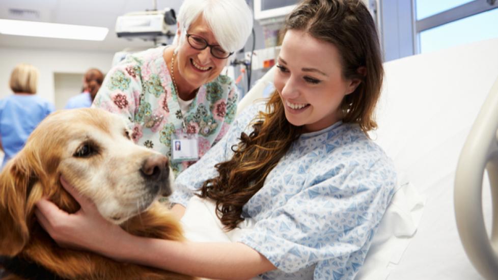 se permiten perros en el hospital