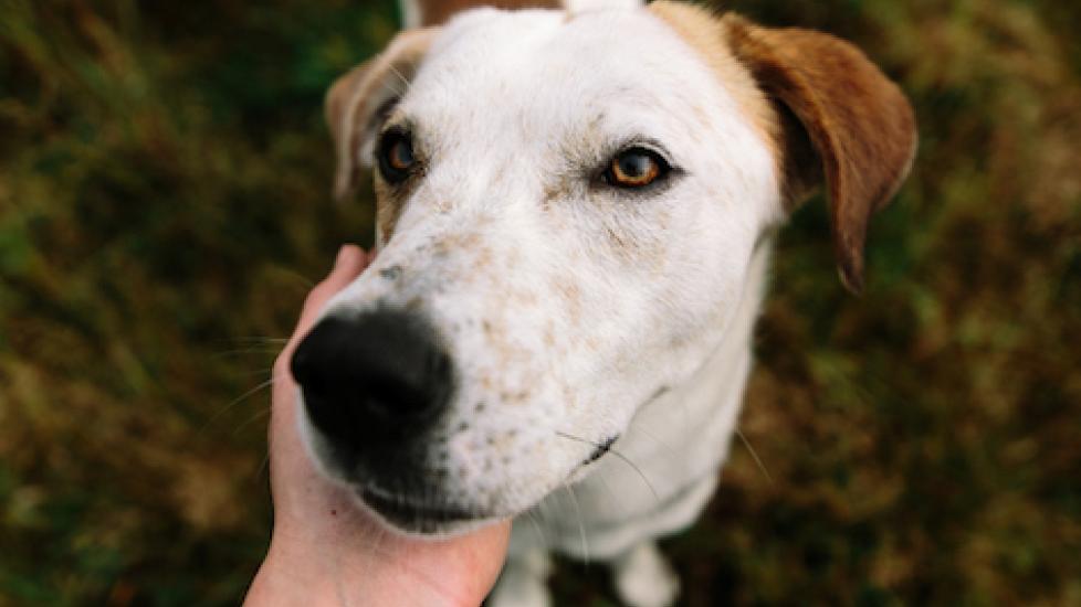 The Power of Praise: Encouraging Good Behavior in Dogs