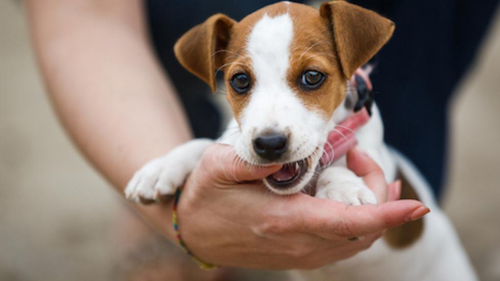 jack russell terrier puppy biting someone's hand
