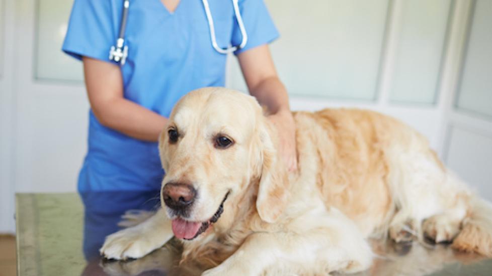 10 Reasons Why Your Pet Might Need a Rectal Exam