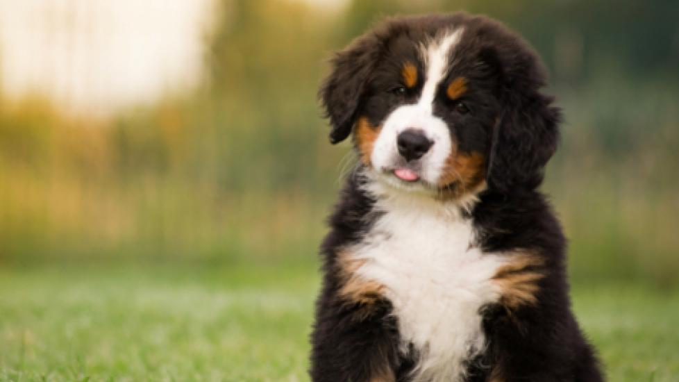 Shaking Puppy Syndrome | PetMD